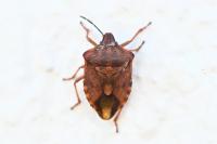 Carpocoris purpureipennis
