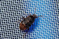 Charagochilus gyllenhalii