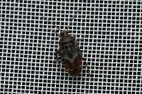 Charagochilus gyllenhalii