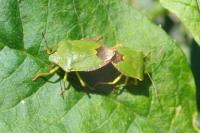 Palomena prasina