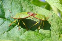 Palomena prasina