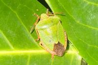 Palomena prasina