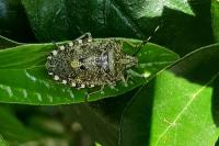 Rhaphigaster nebulosa