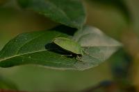 Nezara viridula