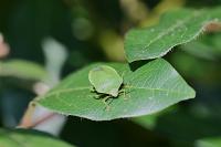 Nezara viridula