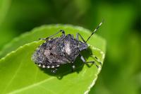 Rhaphigaster nebulosa