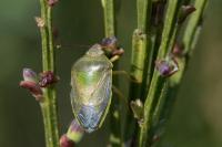 Piezodorus lituratus