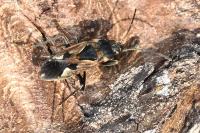 Rhyparochromus vulgaris
