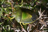 Piezodorus lituratus