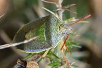 Piezodorus lituratus