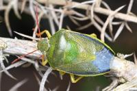 Piezodorus lituratus