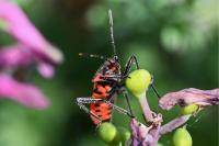 Corizus hyoscyami