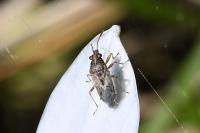 Nysius