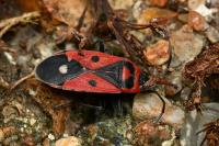 Melanocoryphus albomaculatus