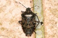 Rhaphigaster nebulosa