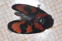 Cercopis vulnerata