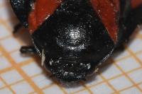 Cercopis vulnerata
