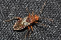 Rhopalus subrufus