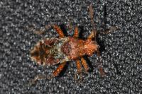 Rhopalus subrufus