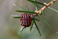 Graphosoma italicum