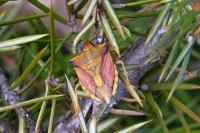 Carpocoris mediterraneus