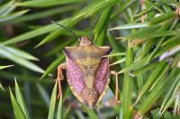 Carpocoris mediterraneus