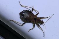 Himacerus mirmicoides