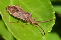 Gonocerus acuteangulatus