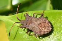 Coreus marginatus