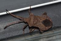 Coreus marginatus