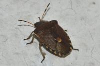 Peribalus strictus
