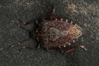 Halyomorpha halys