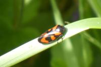 Cercopis vulnerata