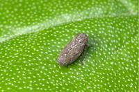 Euscelis