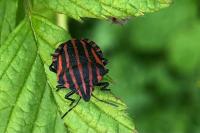 Graphosoma italicum