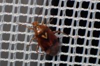 Lygus pratensis