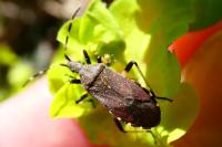 Dicranocephalus agilis