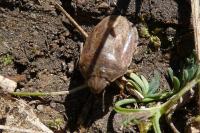 Eurygaster