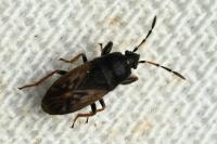 Megalonotus sabulicola