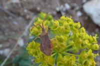 Haploprocta sulcicornis