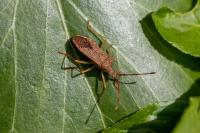 Gonocerus acuteangulatus