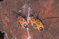 Melanocoryphus albomaculatus