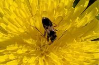 Rhyparochromus vulgaris