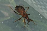 Himacerus mirmicoides