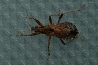 Himacerus mirmicoides