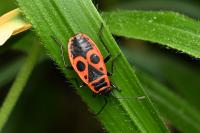 Pyrrhocoris apterus