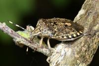 Rhaphigaster nebulosa