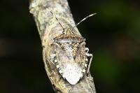 Rhaphigaster nebulosa