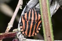 Graphosoma italicum