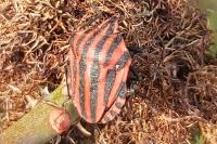 Graphosoma italicum